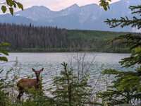 Patricia Lake
