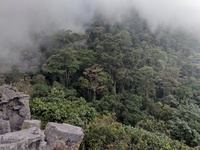Cloud Forest
