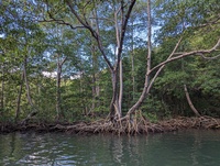 Mangroves
