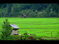 Ricefields, Firoozkooh Road
