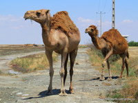 [Elderly] Turkaman camels, Golestan
