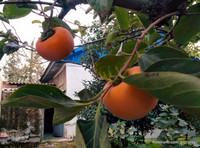 Persimmons
