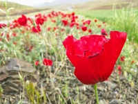 Wild Tulips in Kordestan
