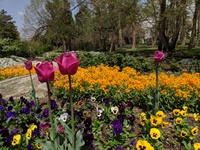 Tehran Botanical Garden
