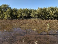 Mangrove Forest
