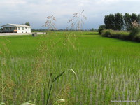 Rice fields in Tabo
