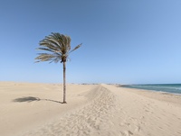 Lone Palm of Darak
