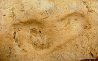 Footprint of an Ilamid child
