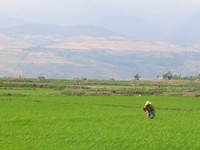 Rice Field
