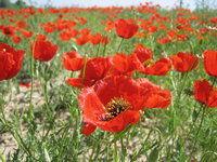 A wild field of poppies
