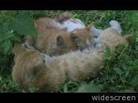Kittens milking in an alley in Tehran
