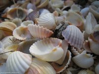Sea shells
