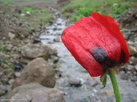 Poppy Flower (North of Iran)
