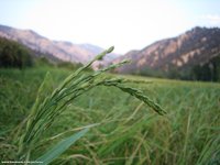 Grown Rice fields
