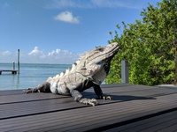 Iguana
