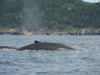Humpback Whales
