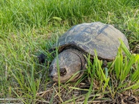 Snapping Turtle
