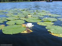 Water lilies

