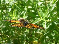The spider's just about to eat the butterfly
