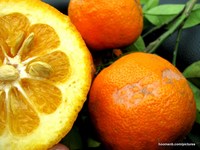 Bitter Oranges
