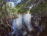 Mangroves
